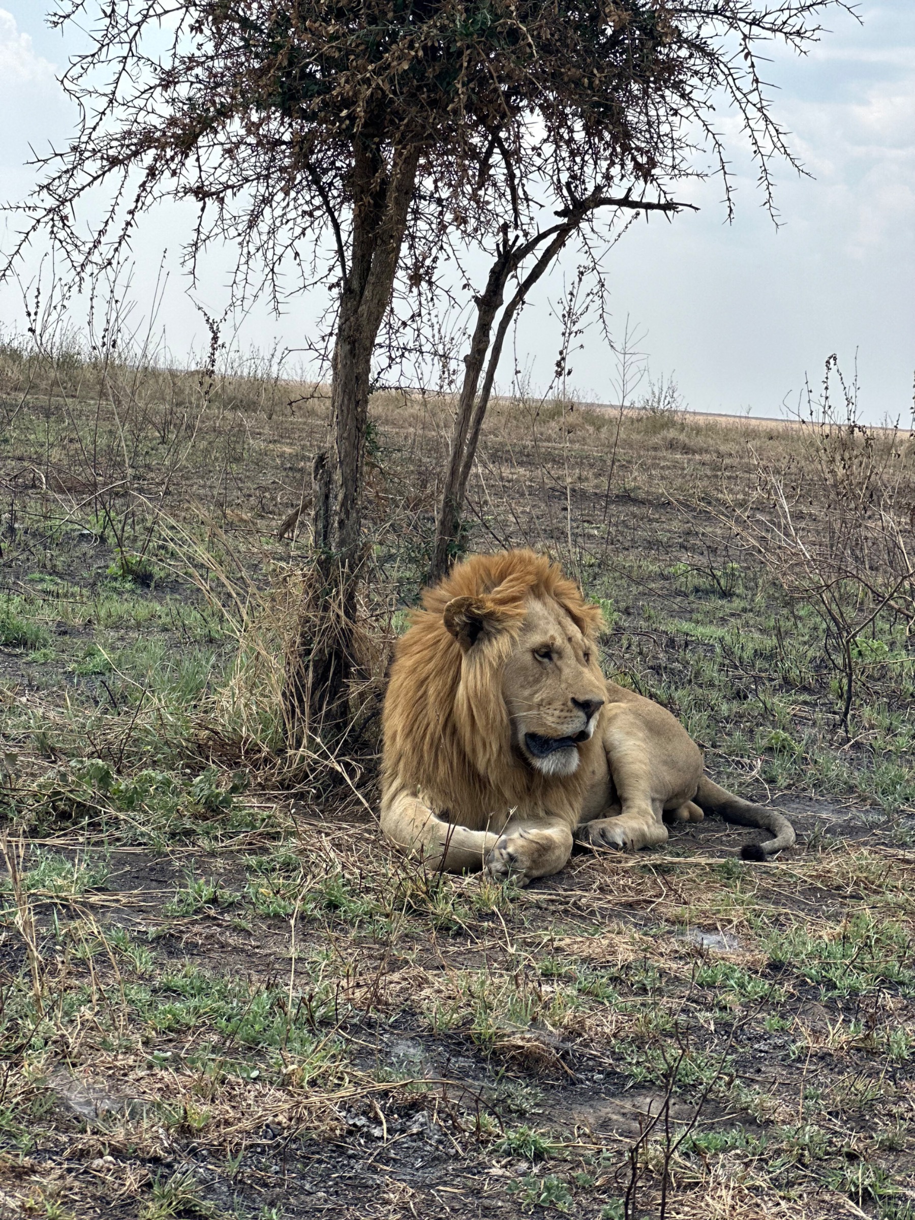 Africa Miles Safari Compan Ltd