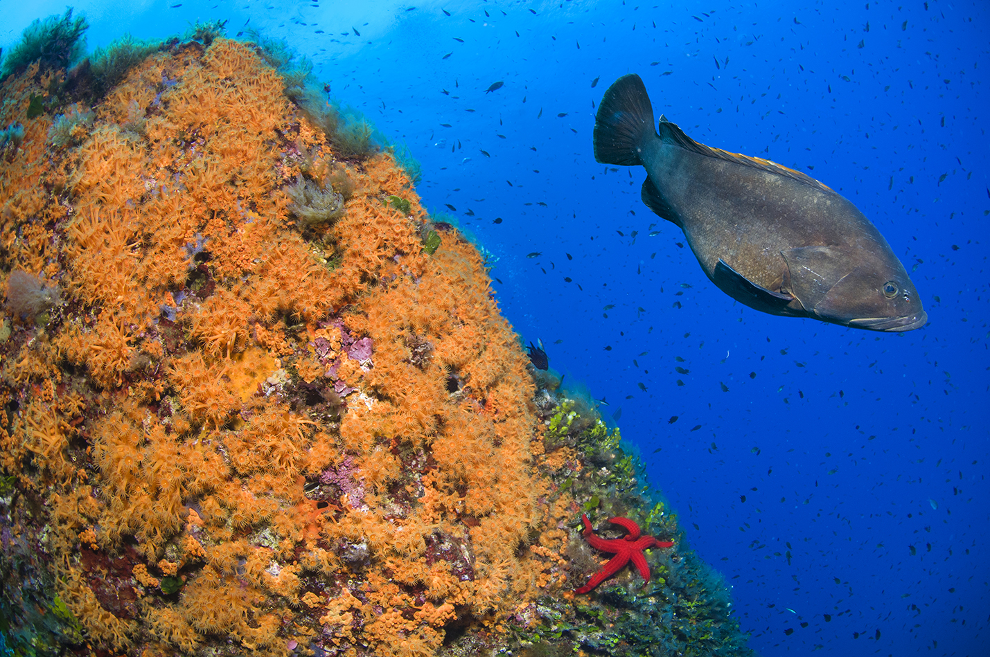 BLU INFINITO Diving Center