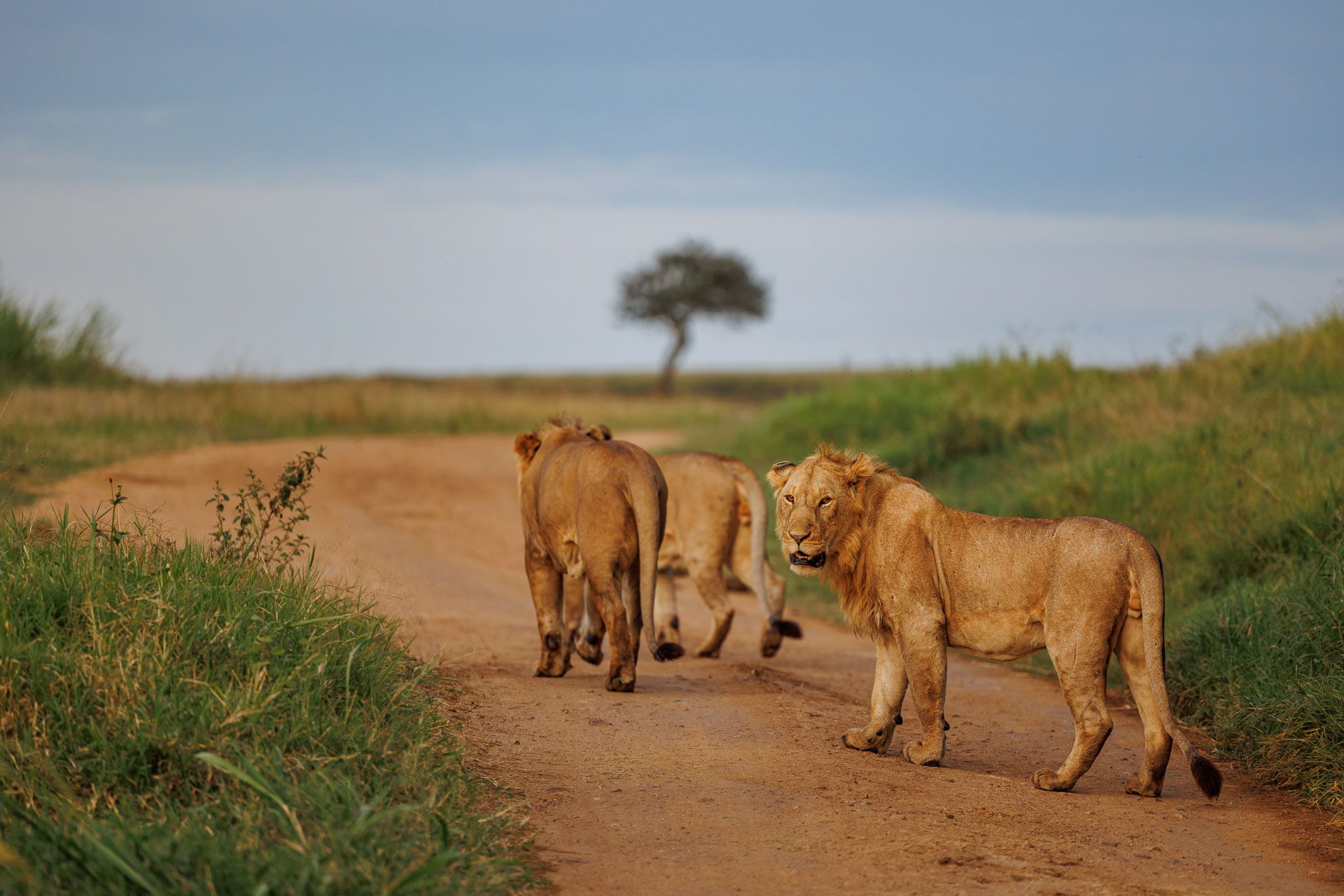 Expeditions Wild Jungle