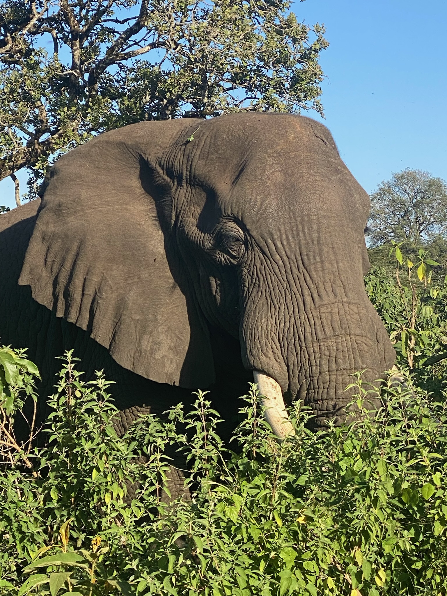 MATEA TOURS & SAFARIS