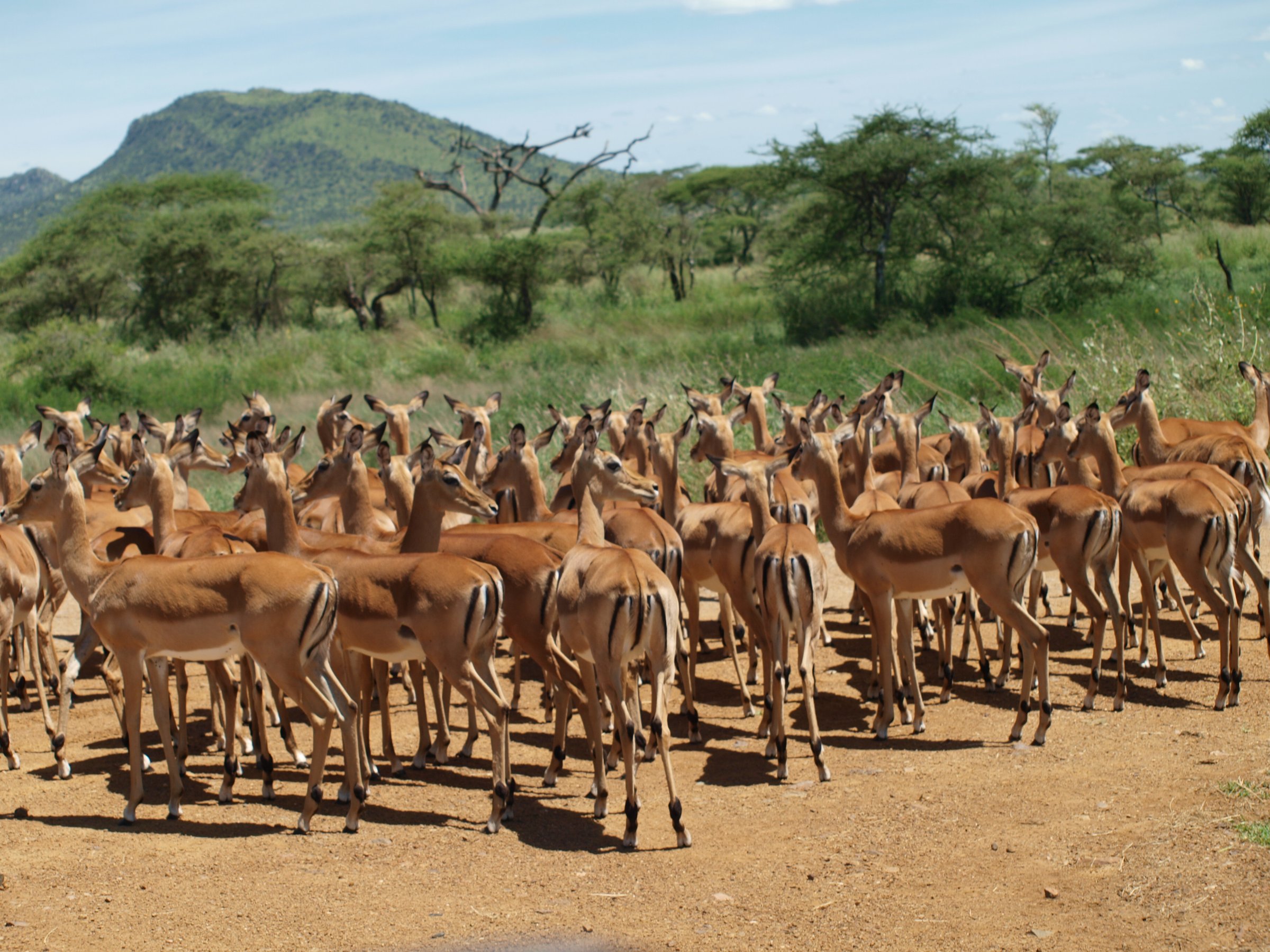 Life4africa Safari Limited Tan