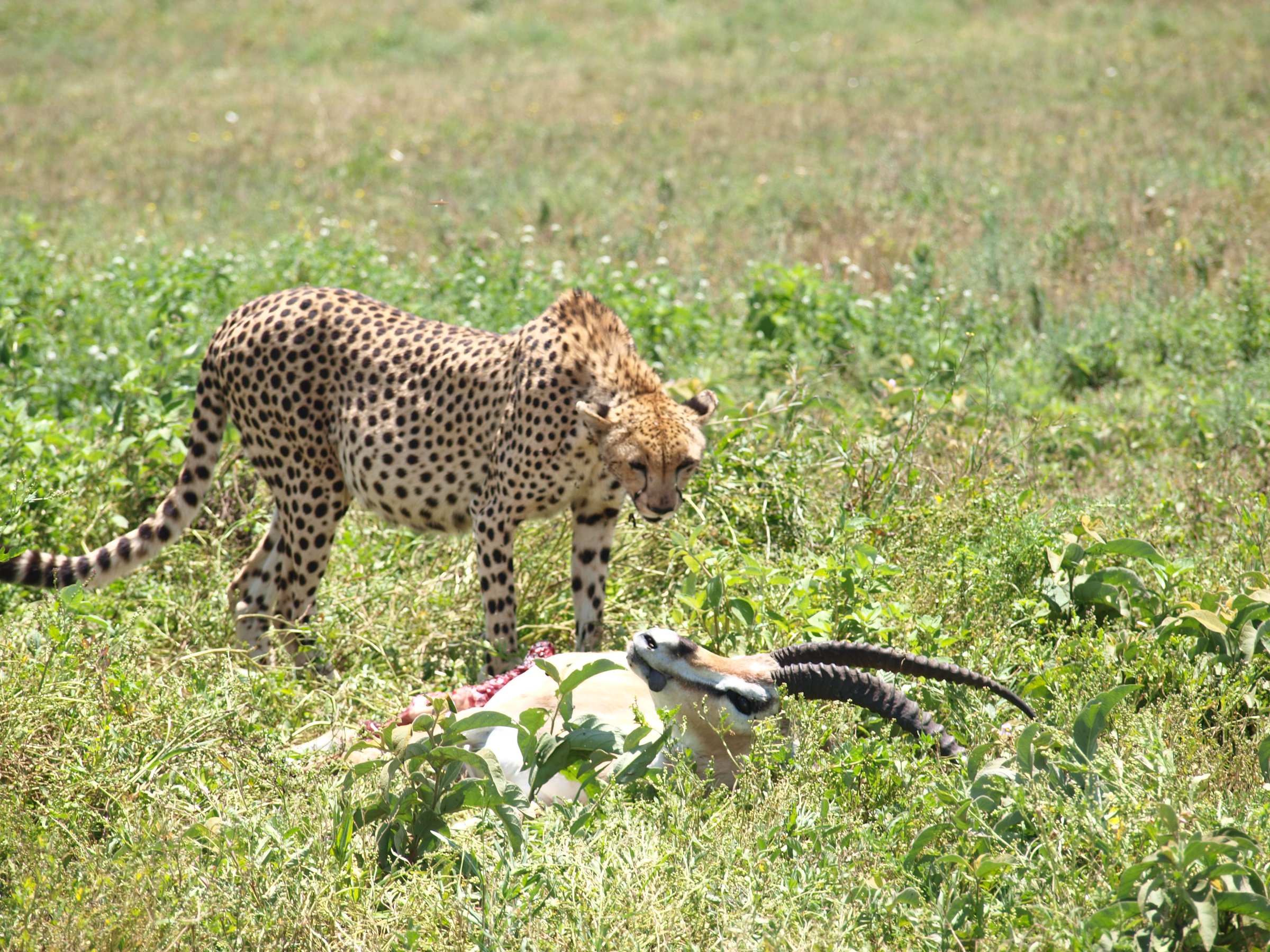 Life4africa Safari Limited Tan