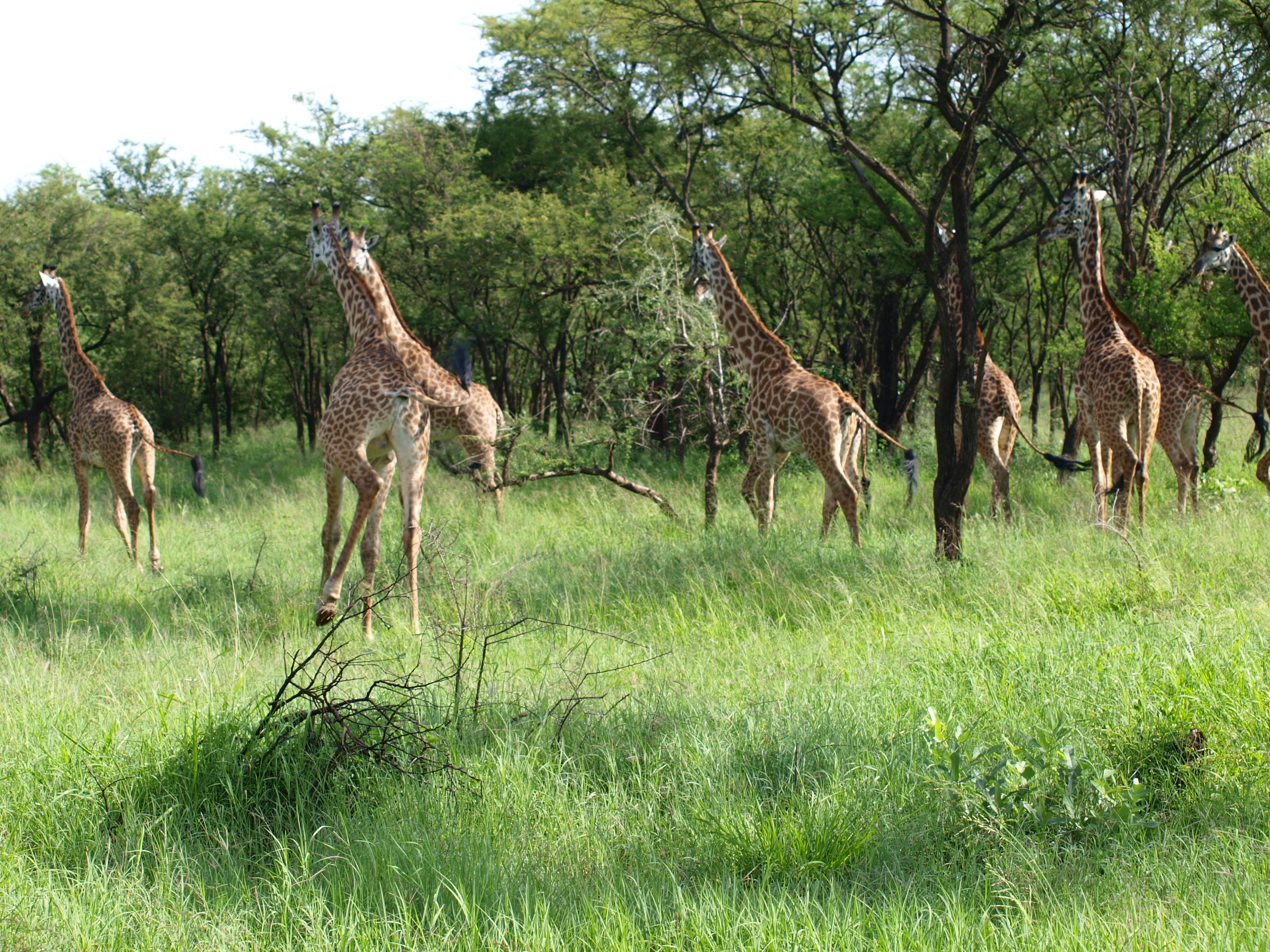 Life4africa Safari Limited Tan