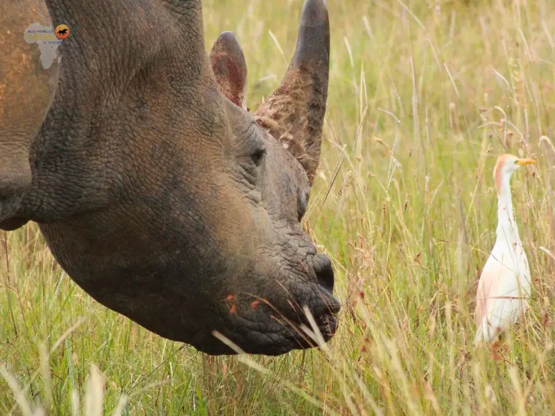 Blu-Pebbles Tours & Transfer