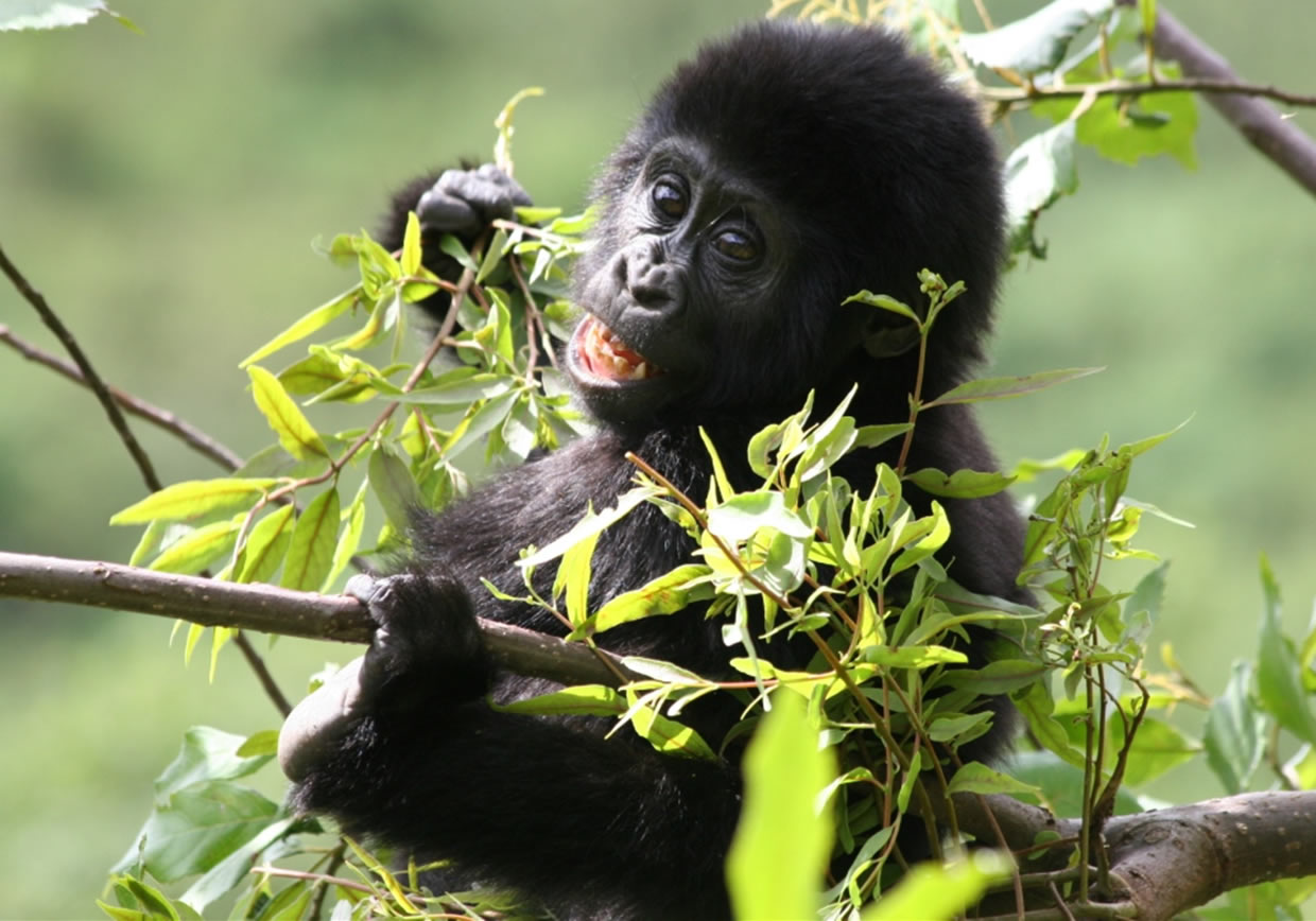 OPENBILL SAFARIS UGANDA