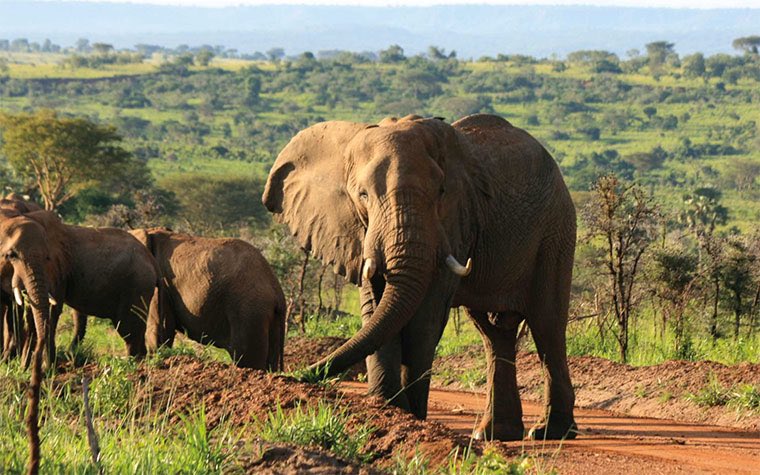 OPENBILL SAFARIS UGANDA