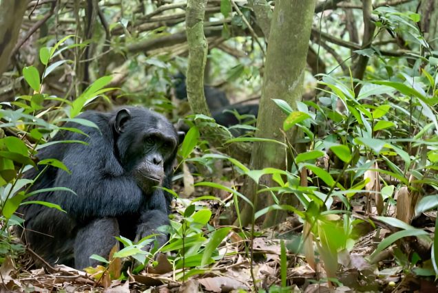 OPENBILL SAFARIS UGANDA