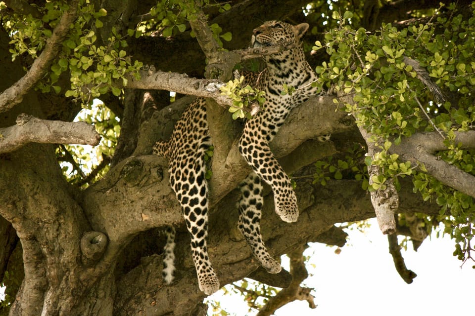 OPENBILL SAFARIS UGANDA