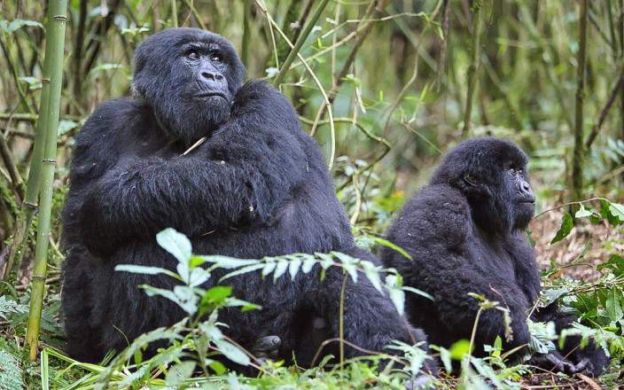 OPENBILL SAFARIS UGANDA