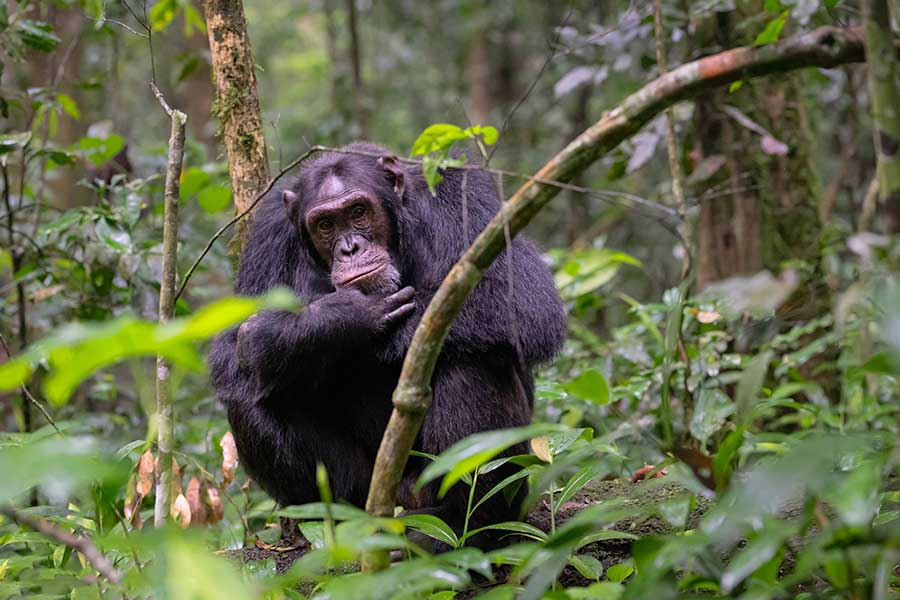Private Tours Rwanda