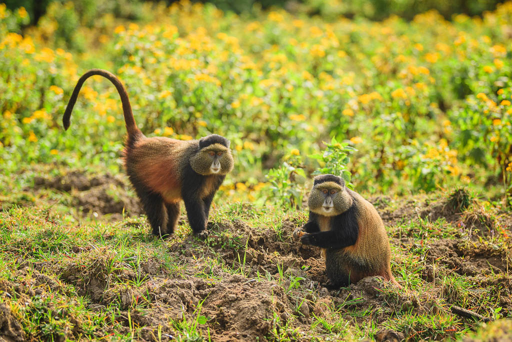 Private Tours Rwanda