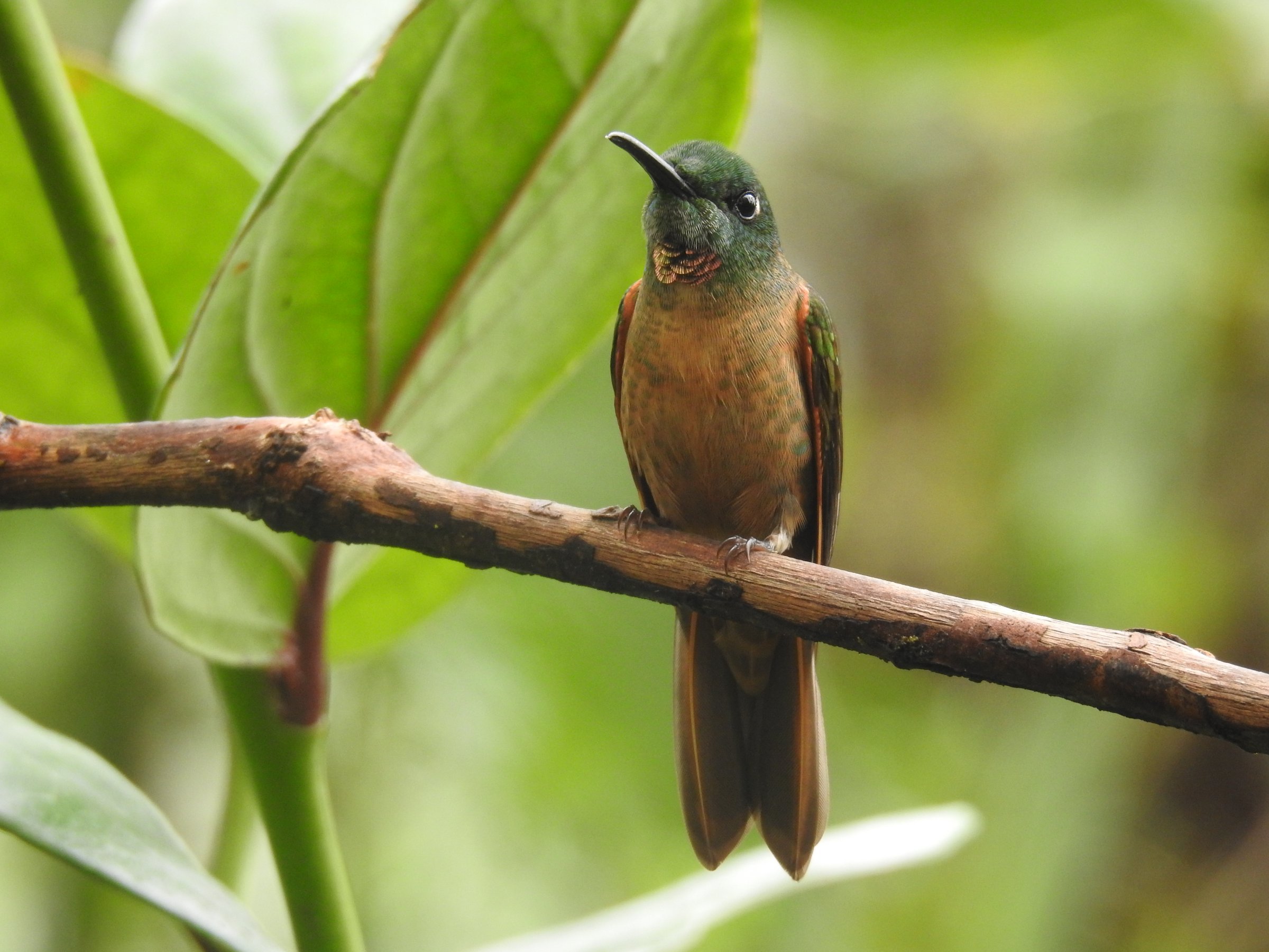 Butterfly and Bird Julio Tours