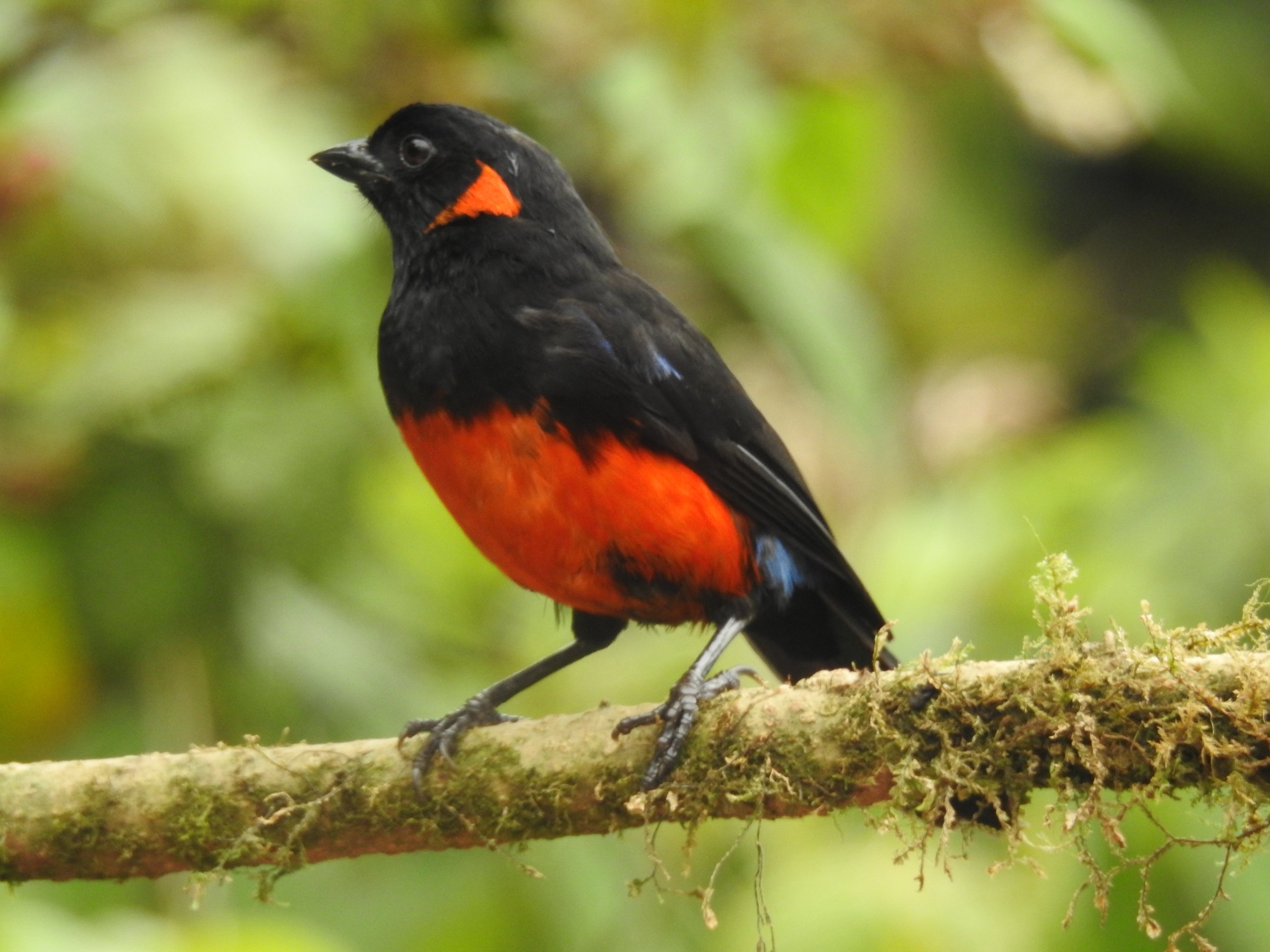 Butterfly and Bird Julio Tours