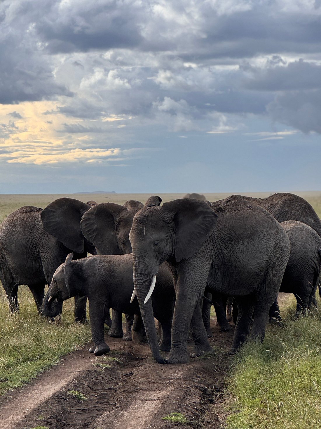 Joyful Safaris and Tours