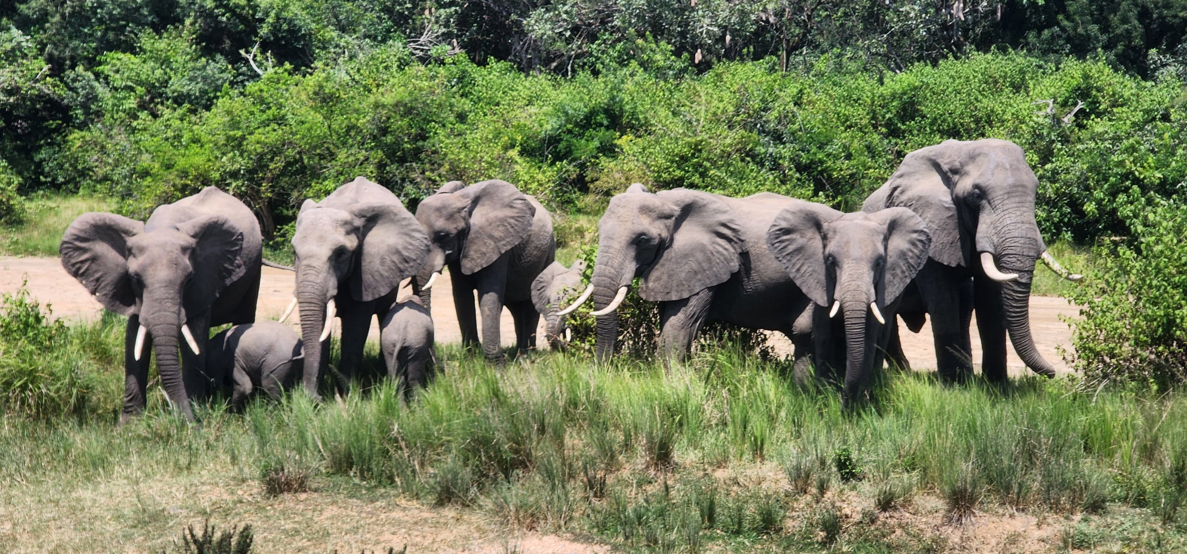 Paramount Gorilla Expeditions