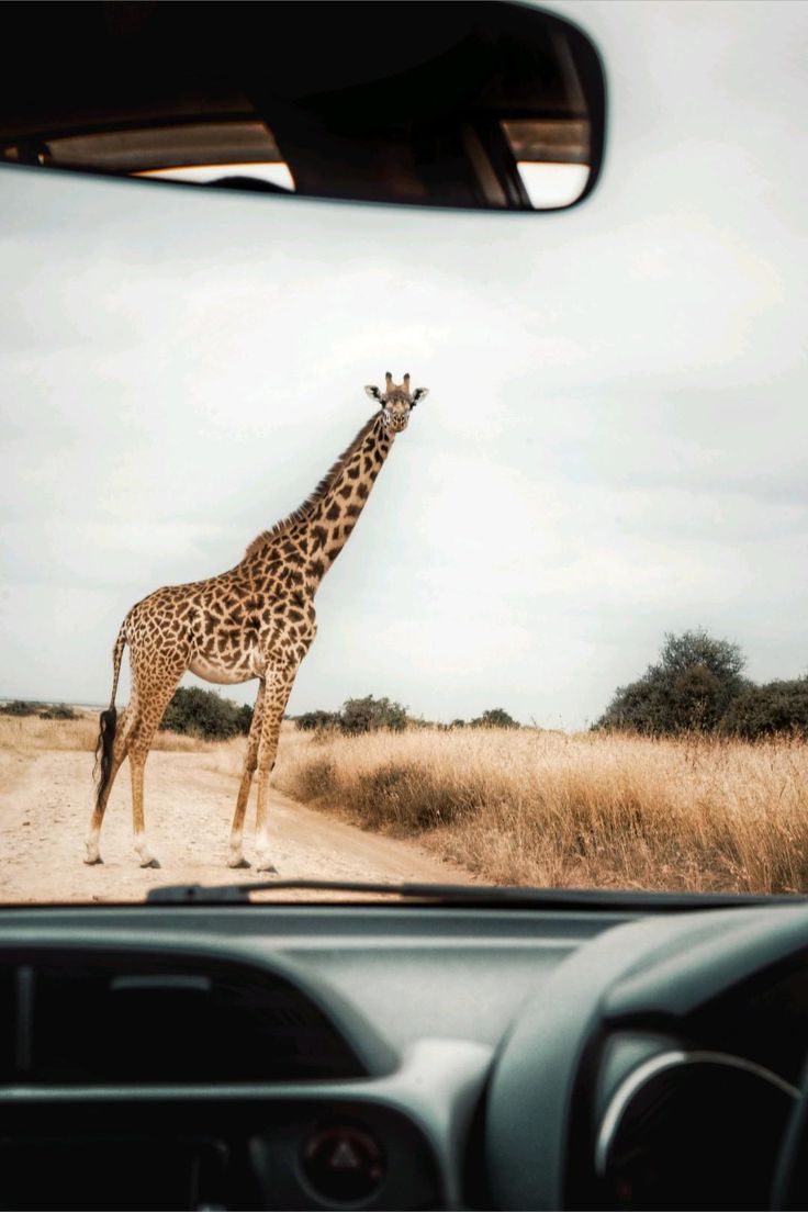 Africa vision safari