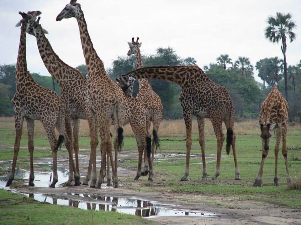 Fort hills tours mbeya