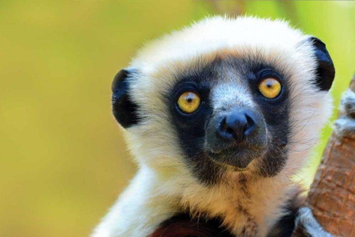 Blue Madagasikara Tours