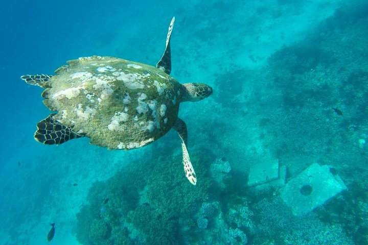 Bali Snorkeling Tour