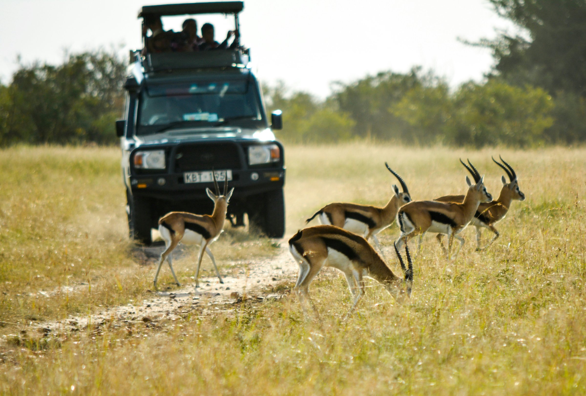 ALMOND SAFARIS LIMITED