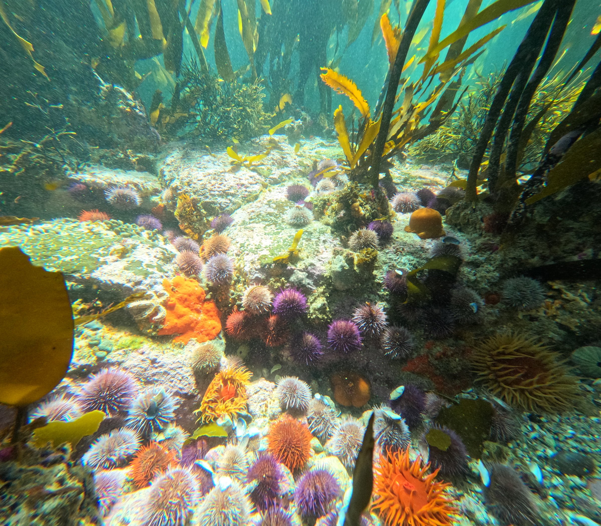 African Ocean Adventures