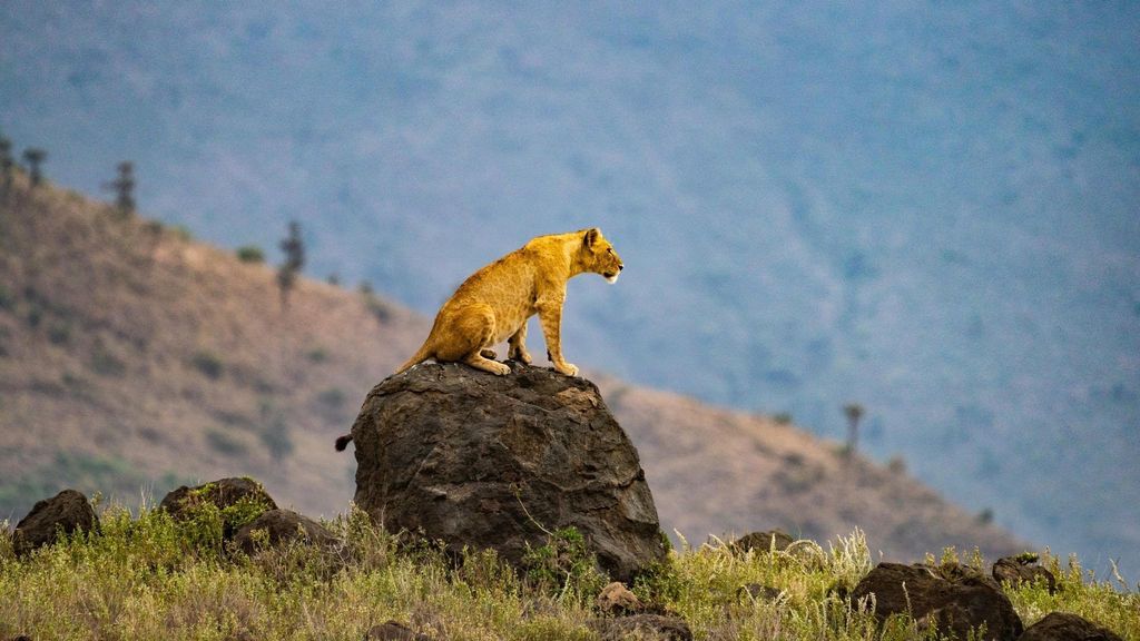 JustAfricaSafari