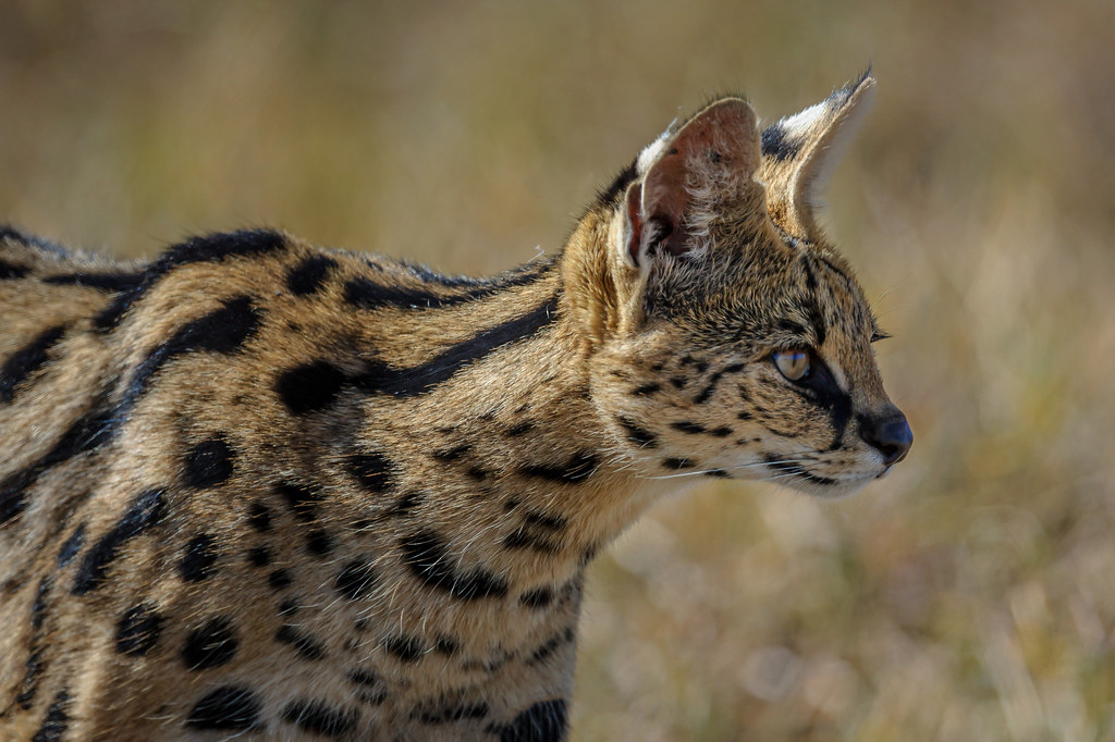 JustAfricaSafari