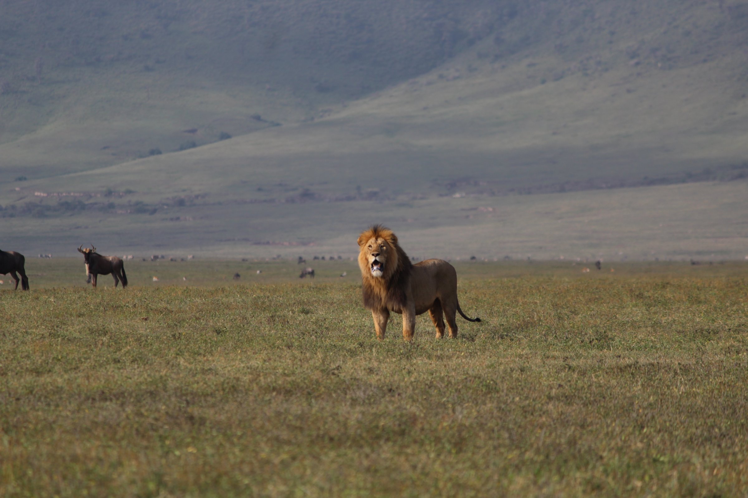 JustAfricaSafari