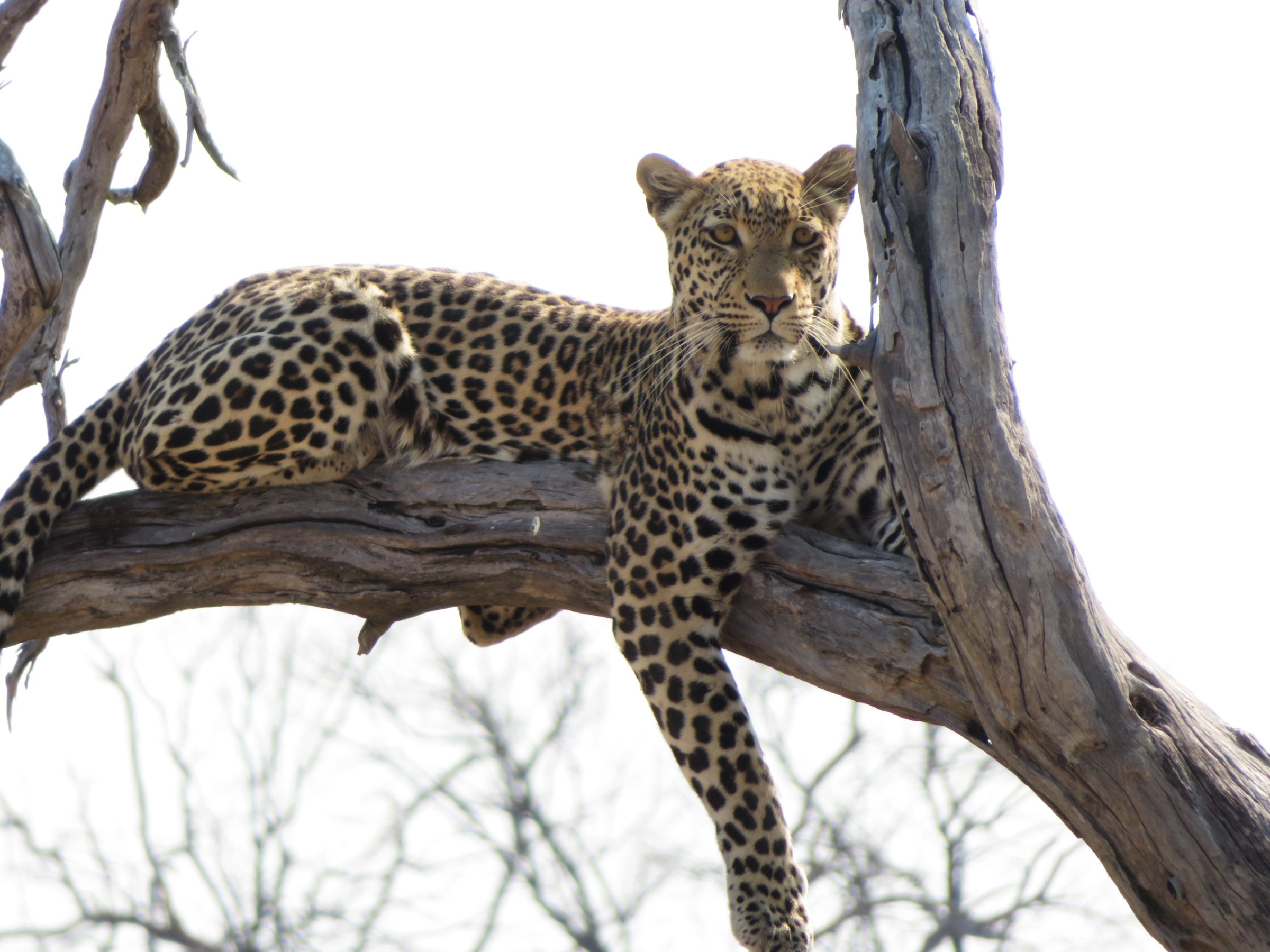 Afrimork Tours Botswana