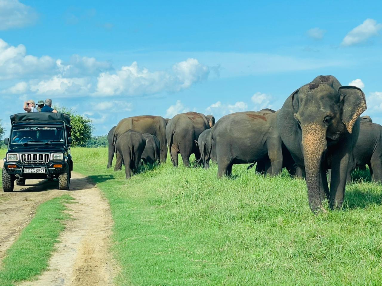 Minneriya Wild Jeep Safari