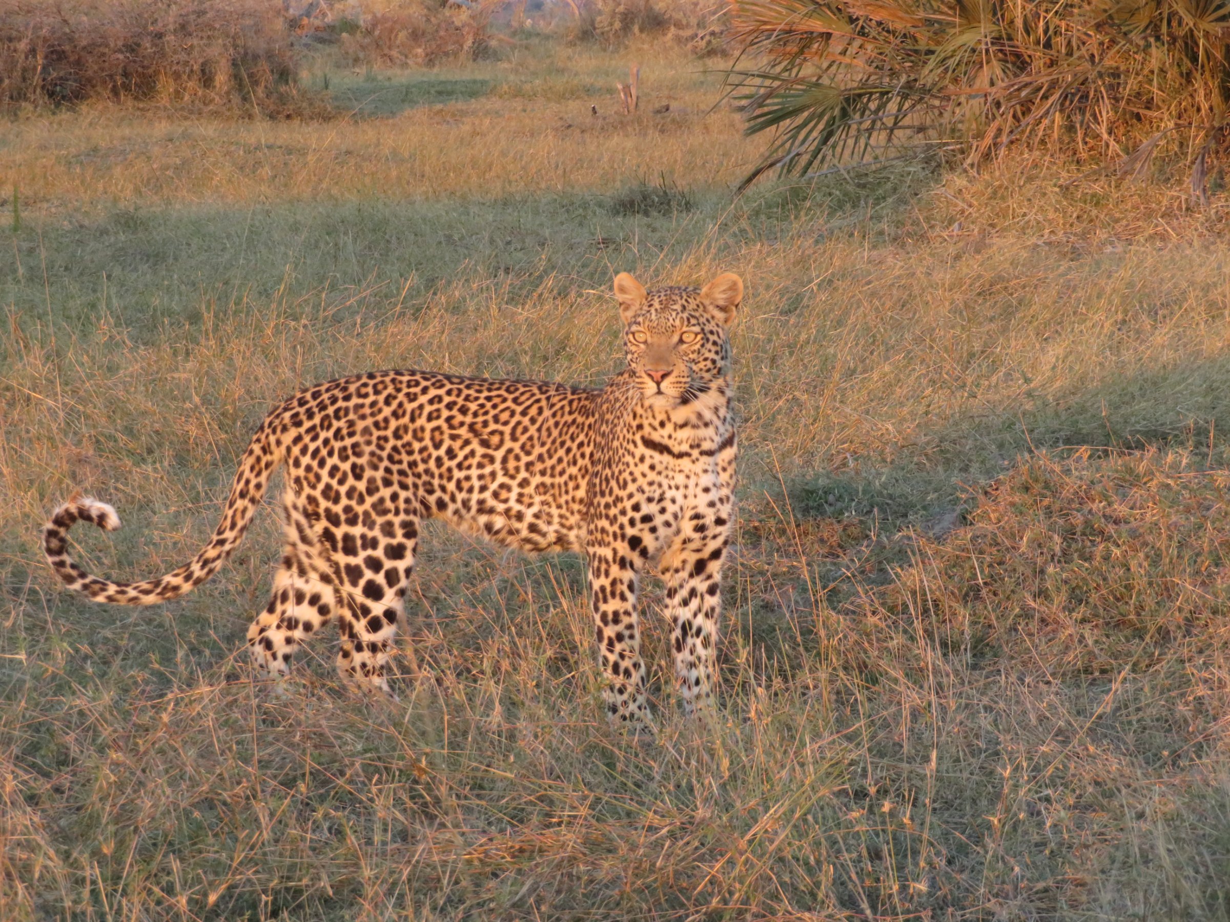 Afrimork Tours Botswana