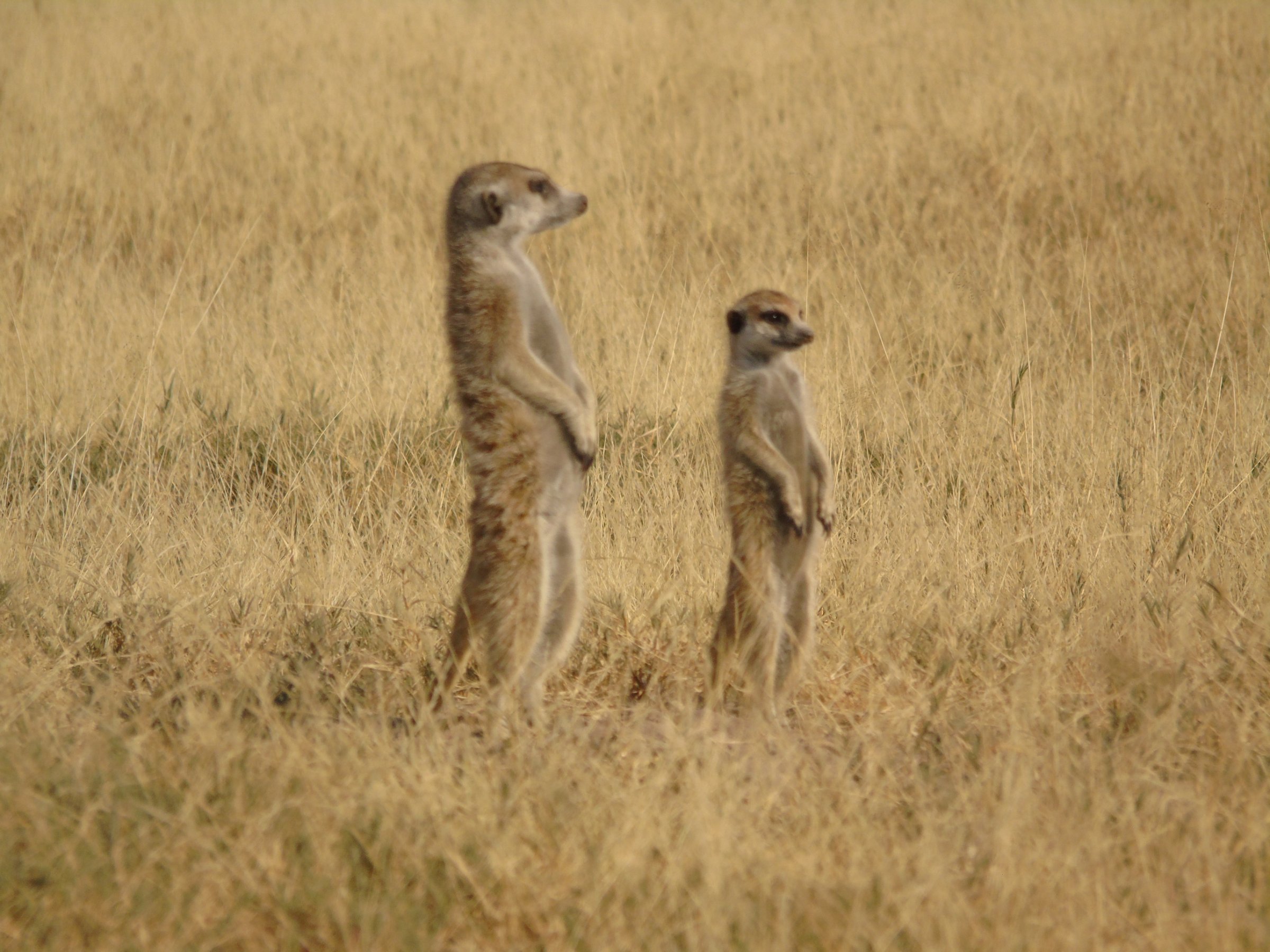 Afrimork Tours Botswana