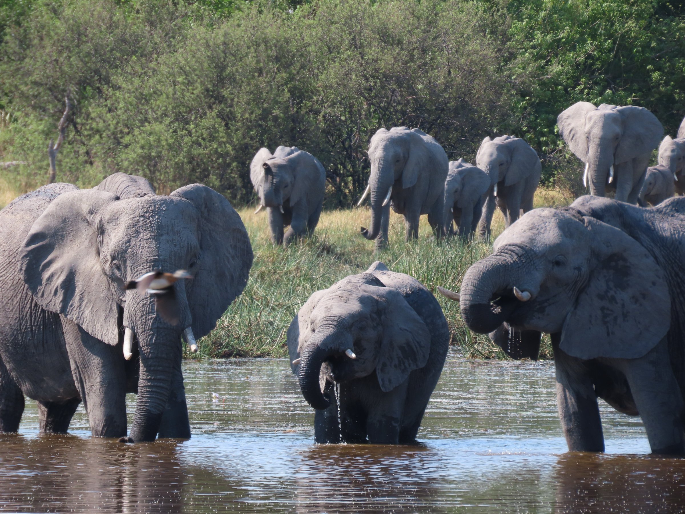 Afrimork Tours Botswana