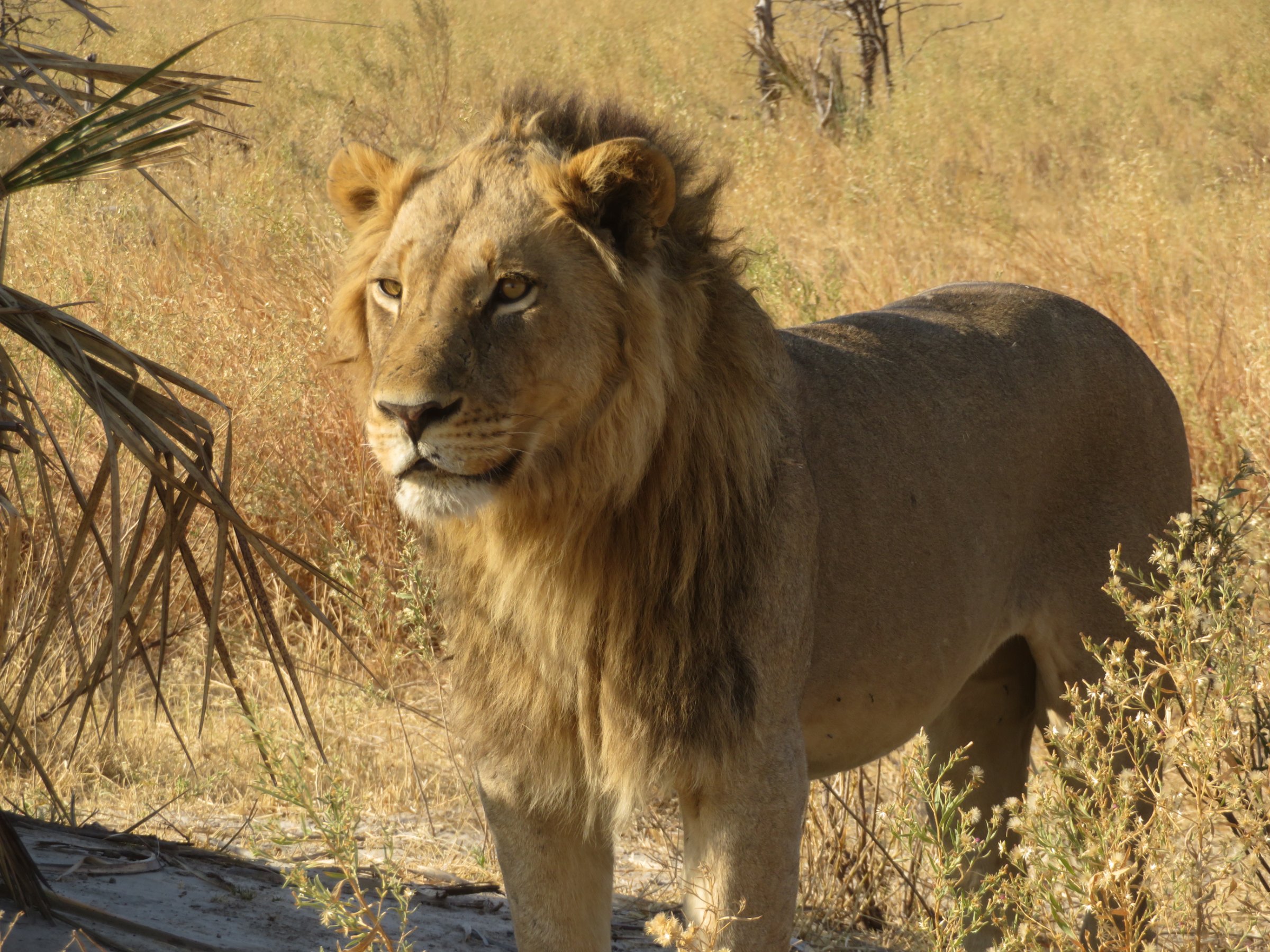 Afrimork Tours Botswana
