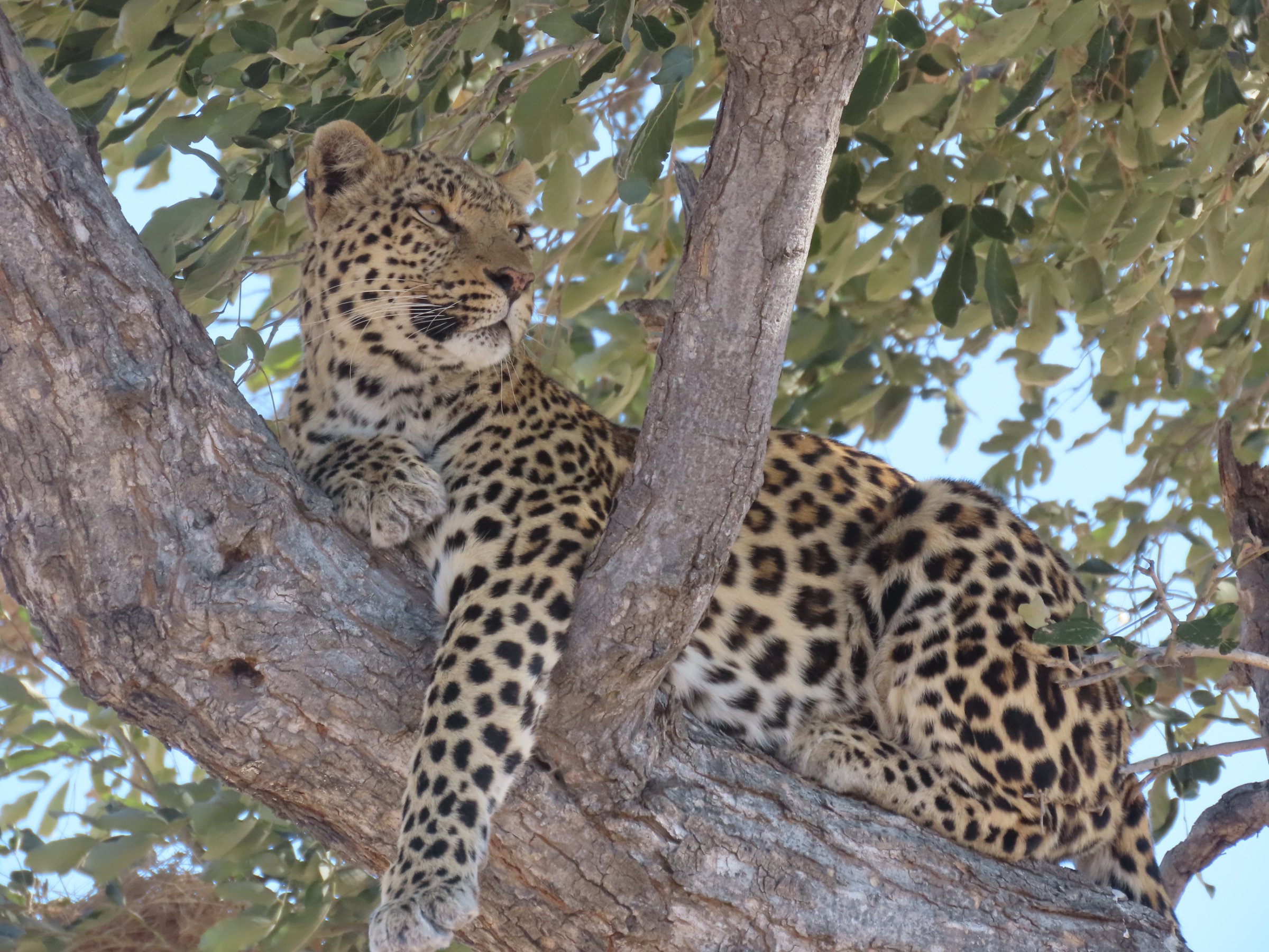 Afrimork Tours Botswana