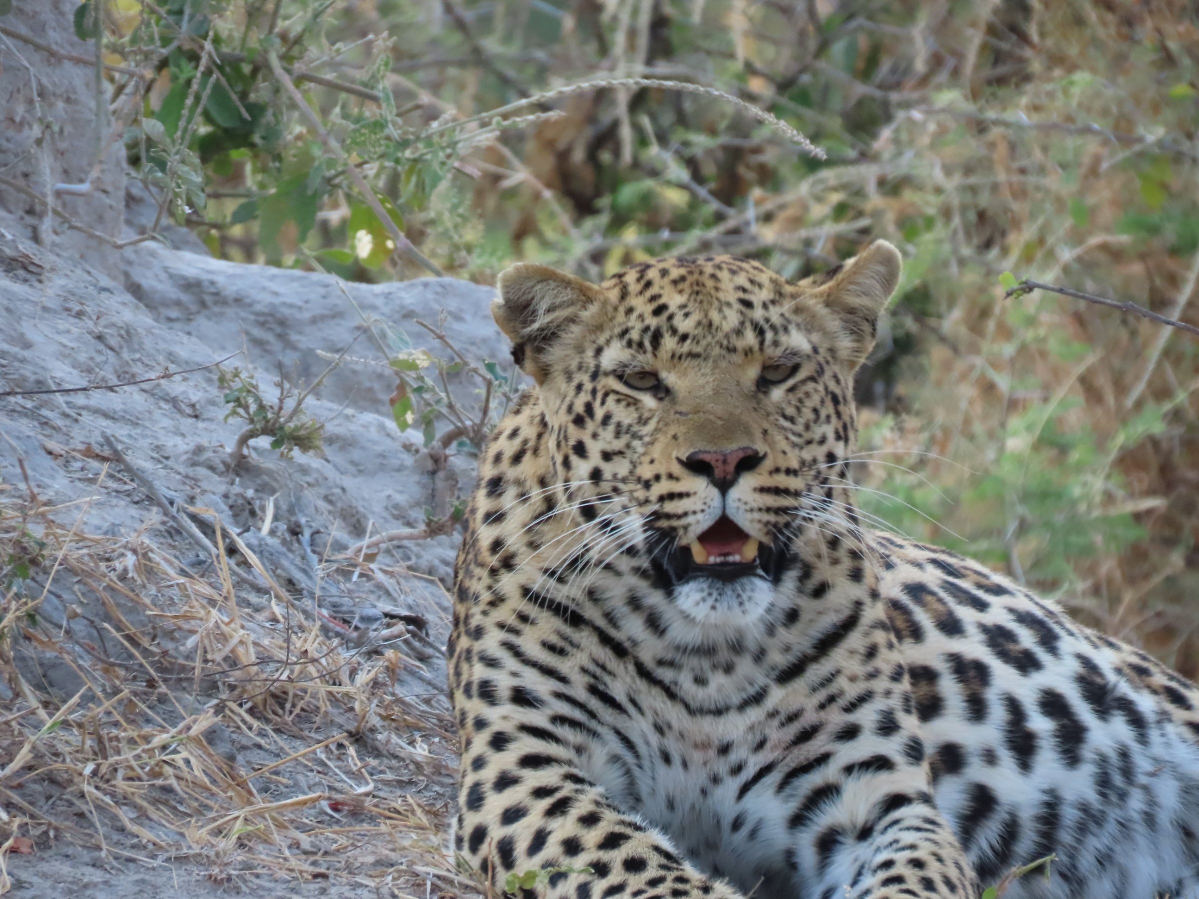 Afrimork Tours Botswana
