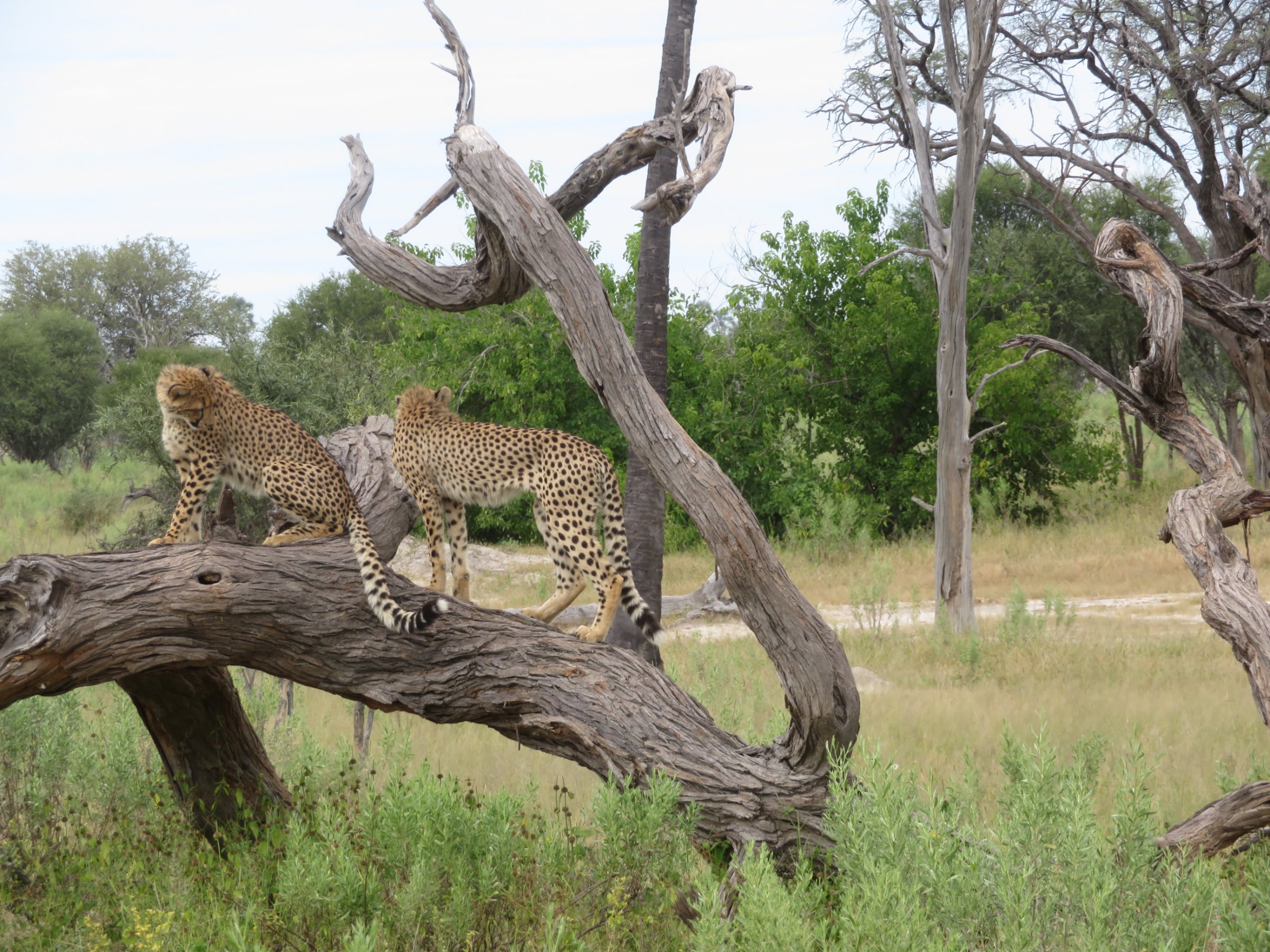 Afrimork Tours Botswana