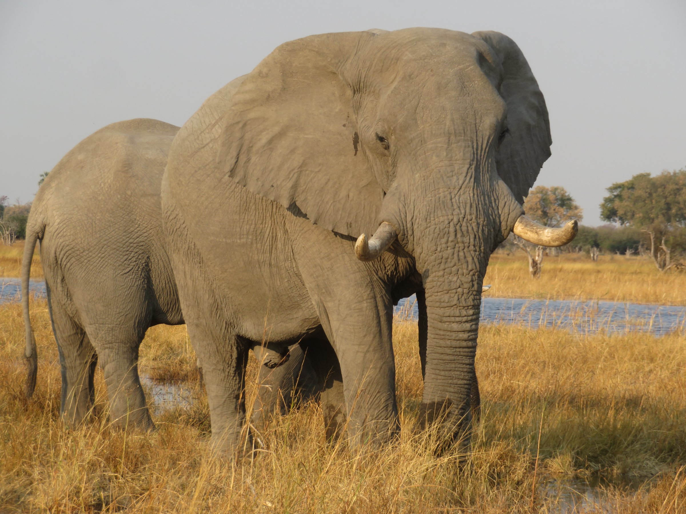 Afrimork Tours Botswana
