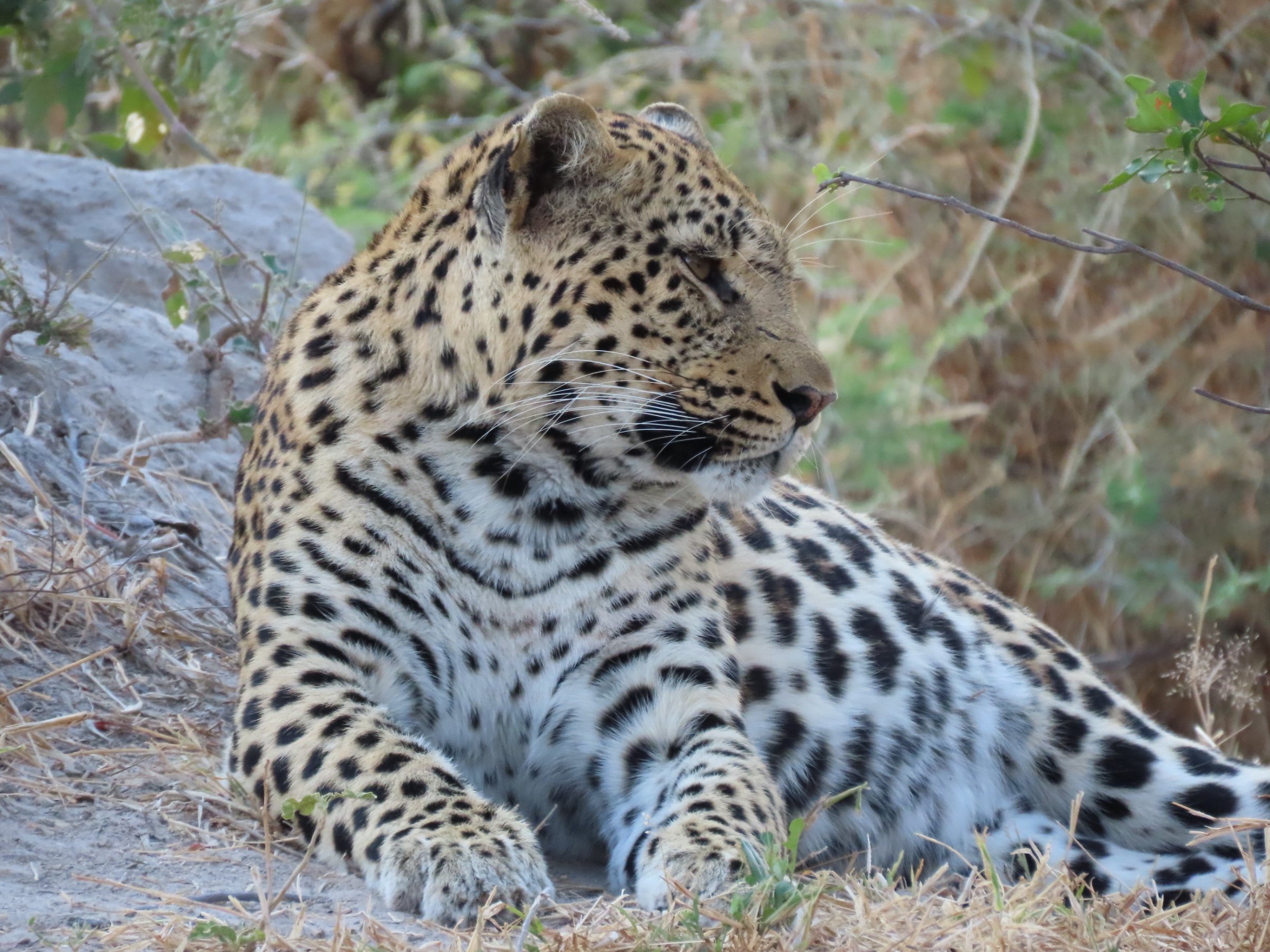 Afrimork Tours Botswana