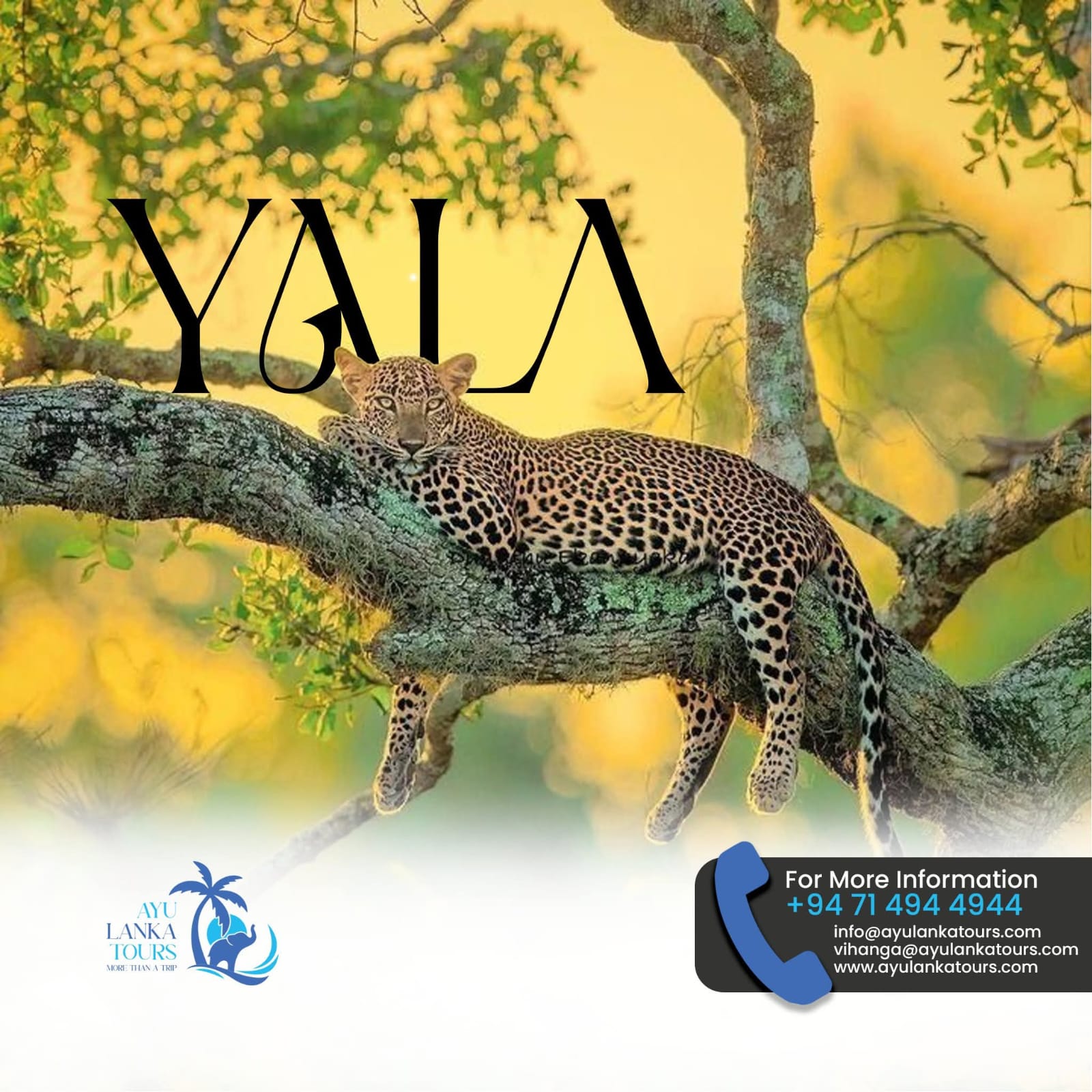 Ayulanka