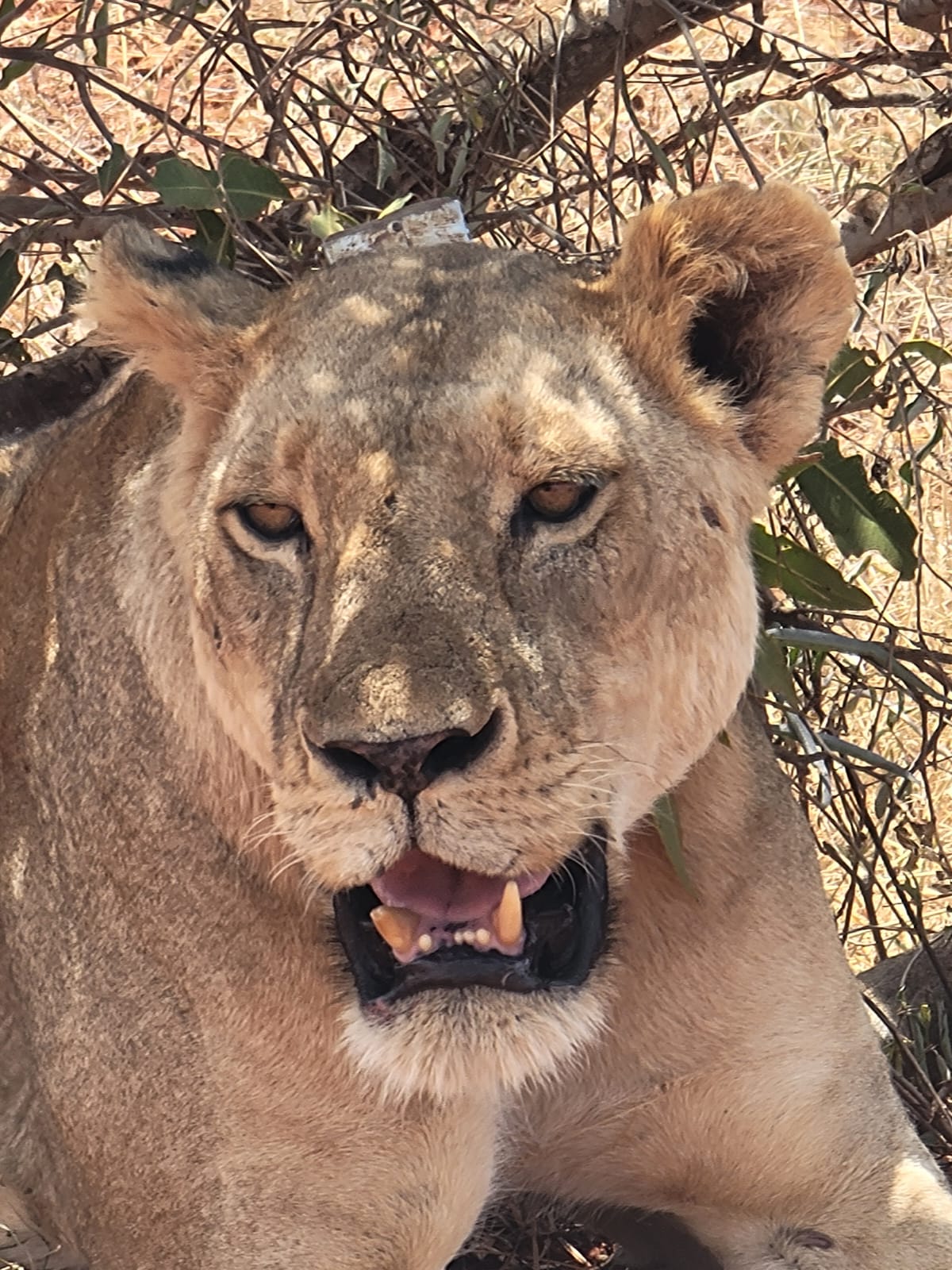A&A NETWORK SAFARIS