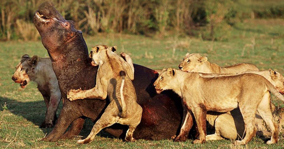 Opal Tours And Safaris