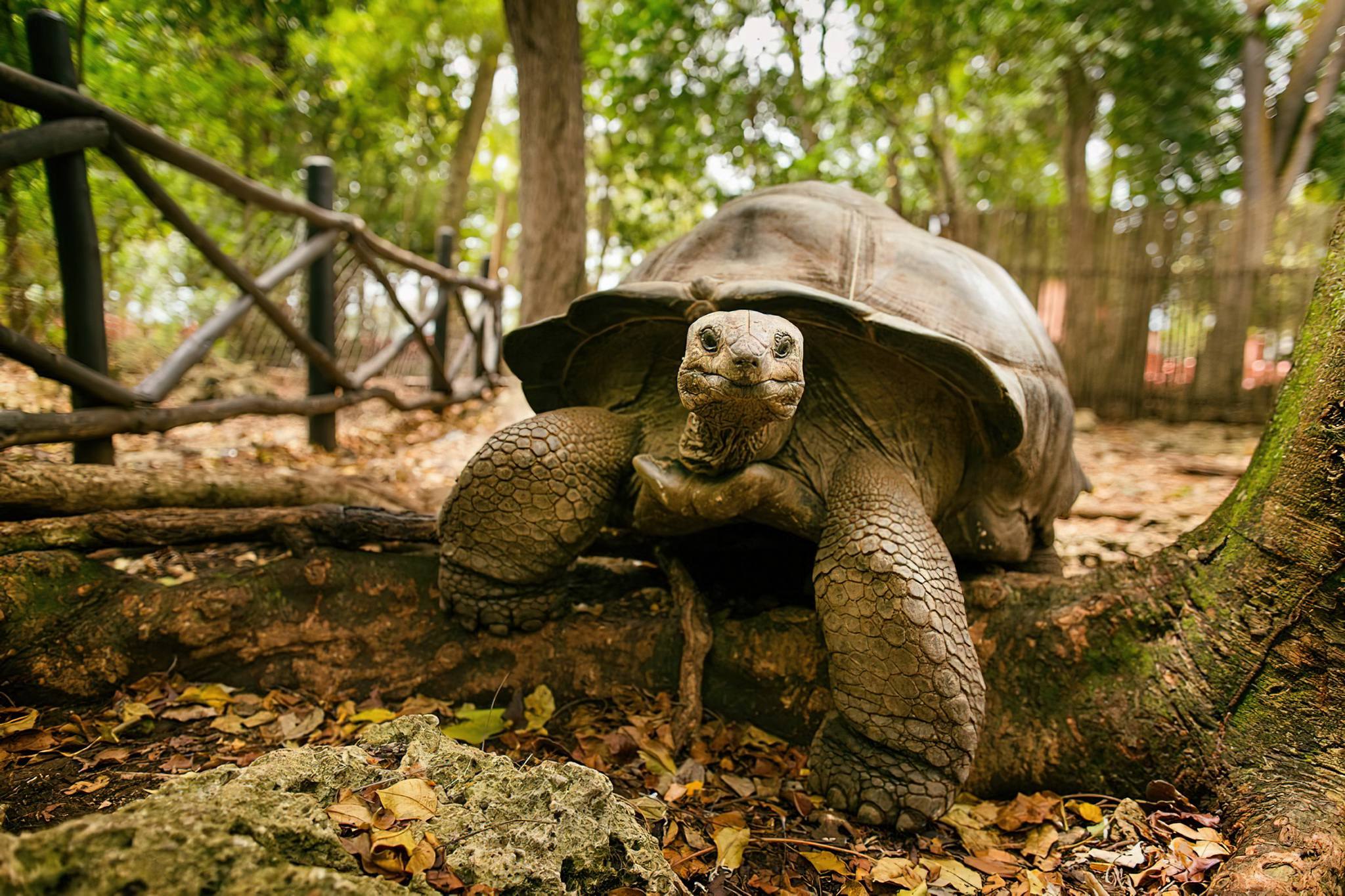 Opal Tours And Safaris