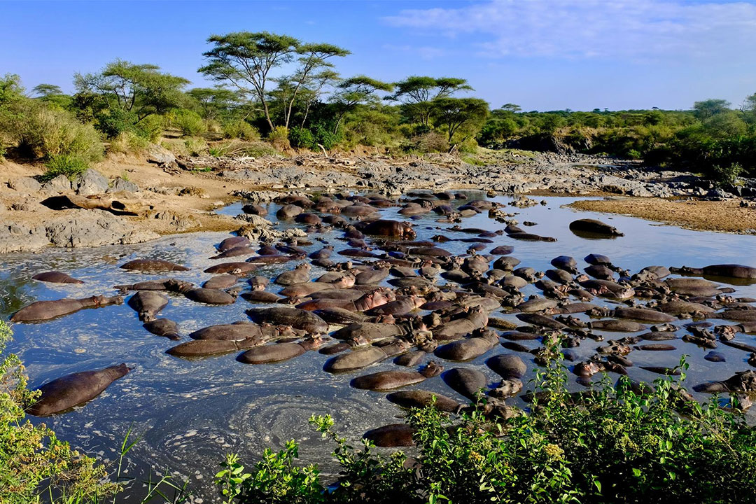 Opal Tours And Safaris