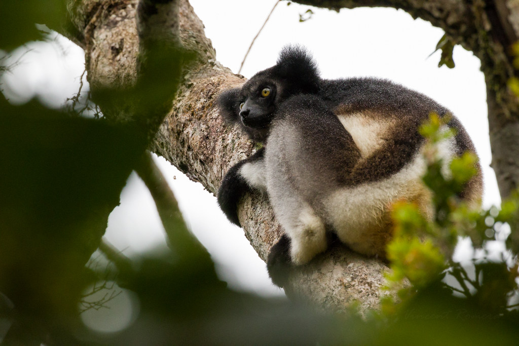 GO TRAVEL MADAGASCAR