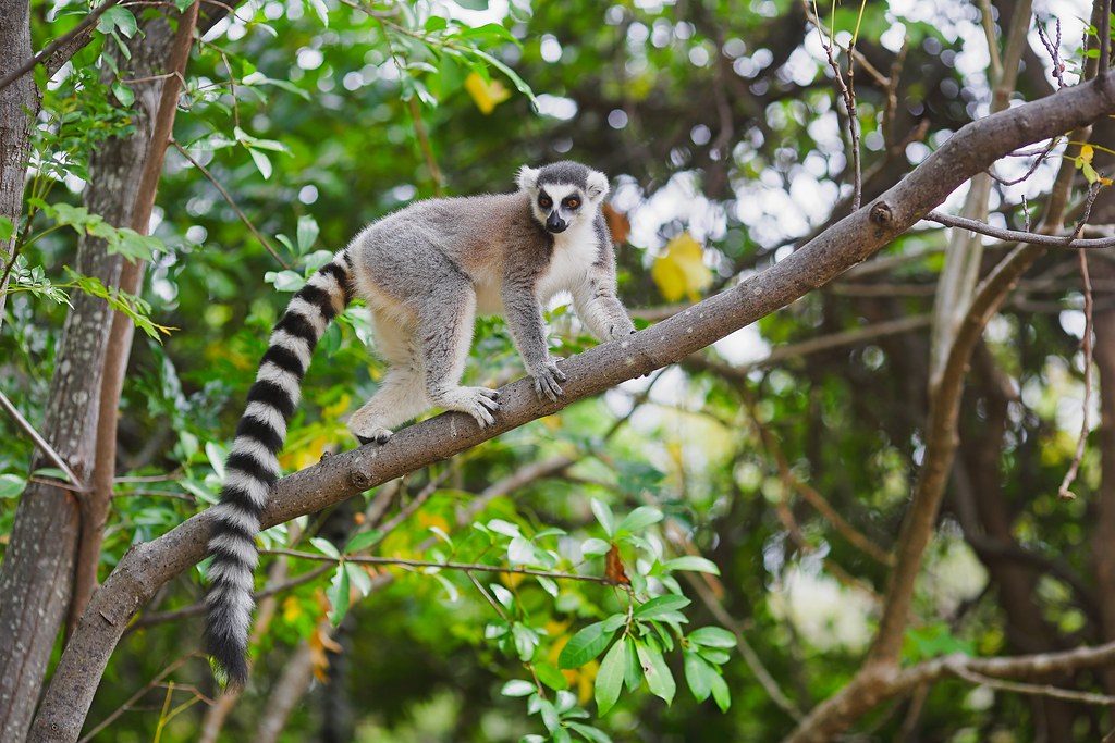 GO TRAVEL MADAGASCAR