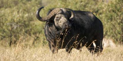 Wildside Kenya Tours and Safaris