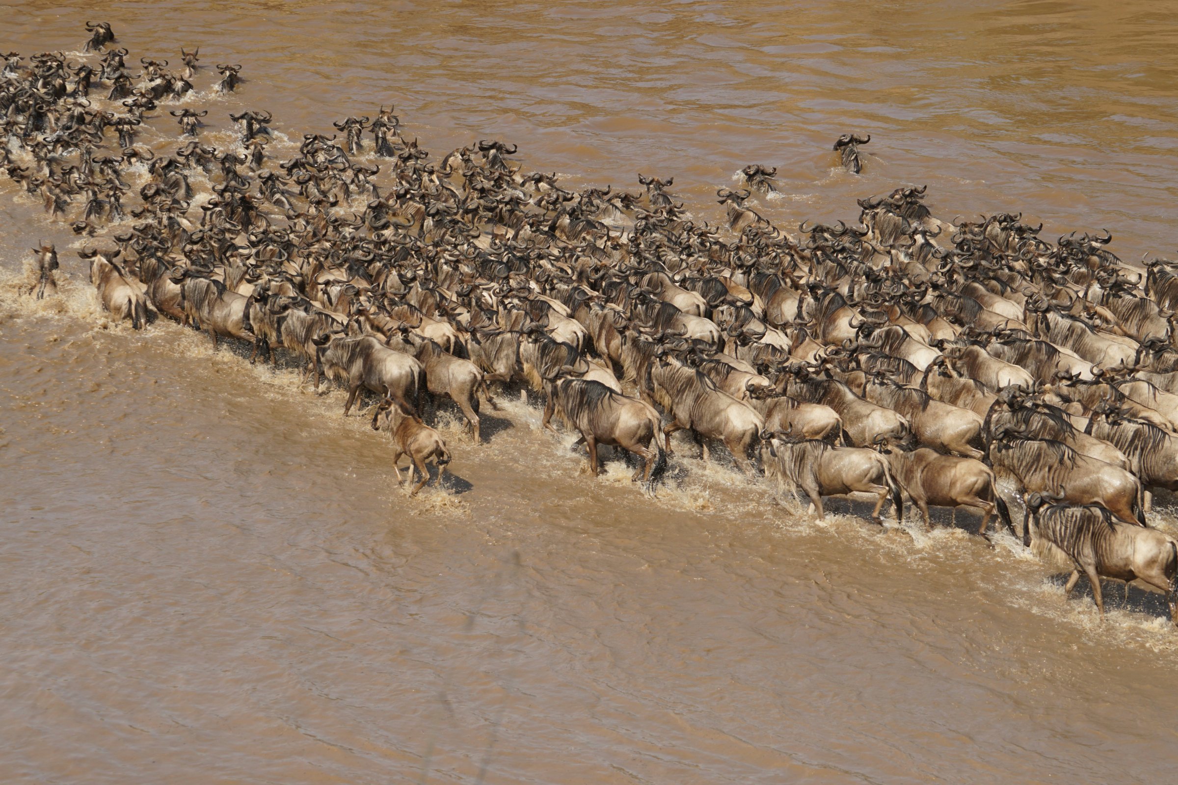 Safari Tanzania