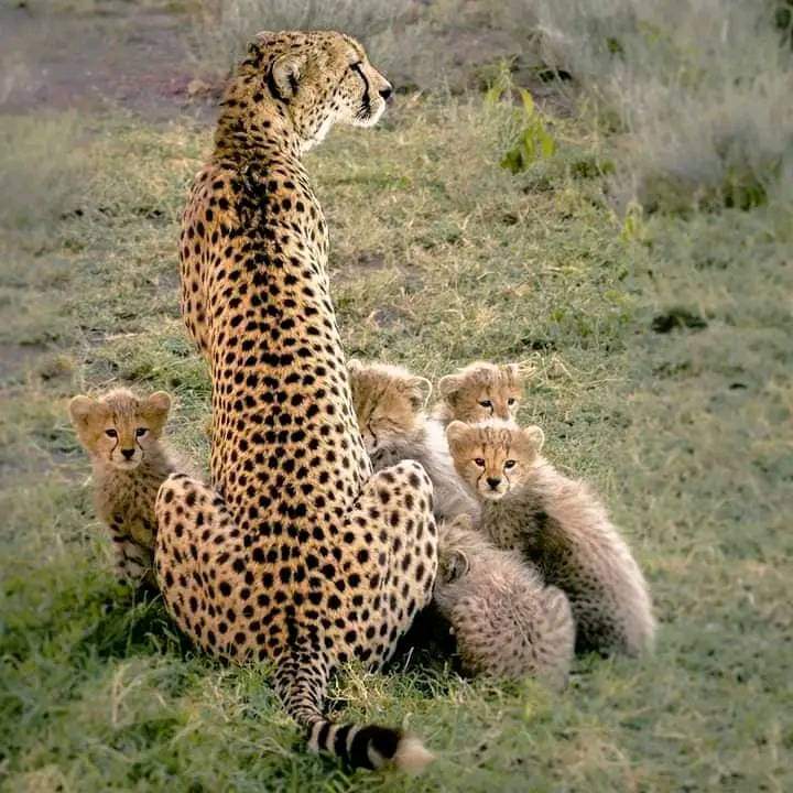 Jossec Tour and Safaris