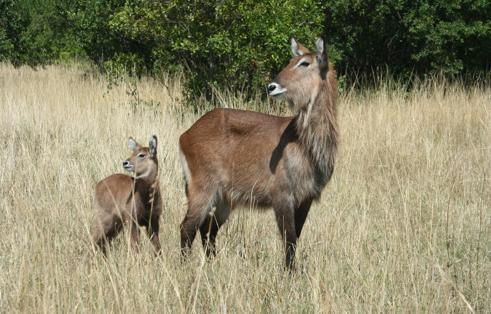 Jossec Tour and Safaris